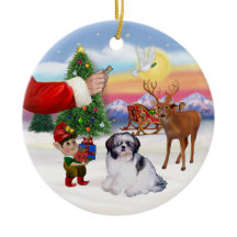 Friandise pour un Shih Tzu (A)