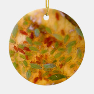 Ornement Rond En Céramique Infestation d'aphis