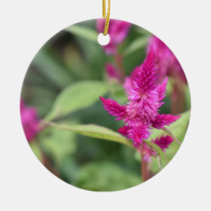 Ornement Rond En Céramique Jolie rose Fleurs Magenta Celosia Jardin Photo
