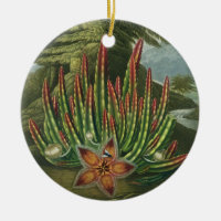 Le Stapelia de Larve-Incidence, gravé par Stadler,