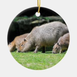 Ornement Rond En Céramique Pâturage de Capybaras