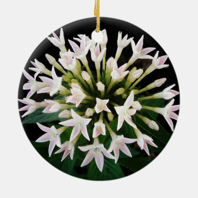 Ornement Rond En Céramique Pentas blancs (Dos)