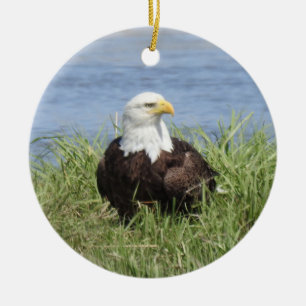 Ornement sauvage, aigle chauve, nature, oiseaux sa