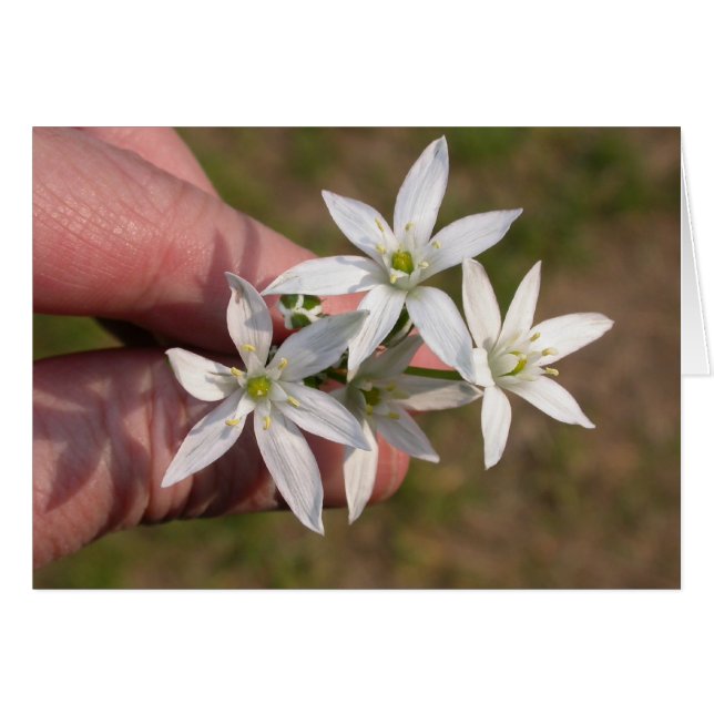 Ornithogalum umbellatum (Devant horizontal)