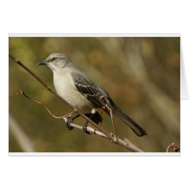 Ornithologie de Mockingbird (Devant horizontal)