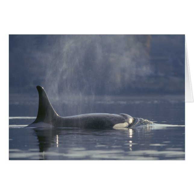 Orque adulte femelle (Orcinus Orca), Puget (Devant horizontal)