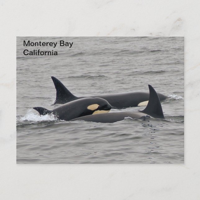 Orques sur la carte postale de Monterey Bay (Devant)