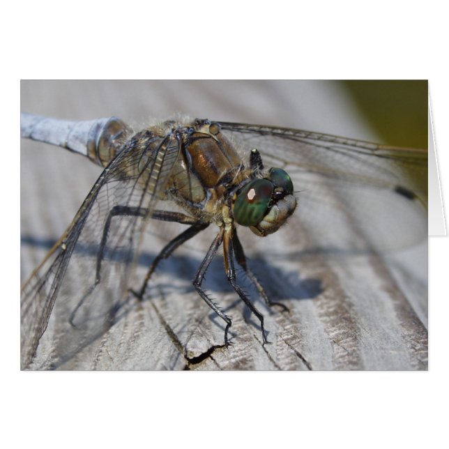 Orthetrum cancellatum (Devant horizontal)