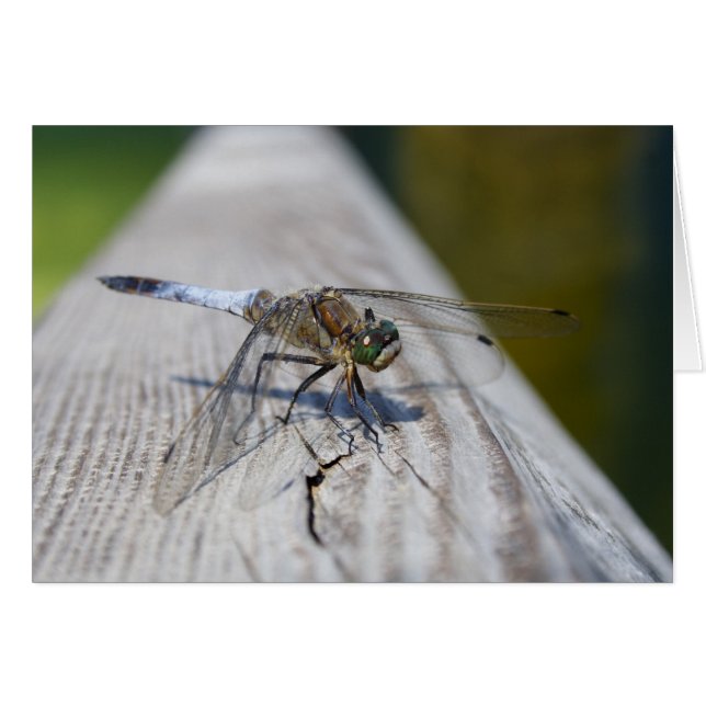 Orthetrum cancellatum (Devant horizontal)