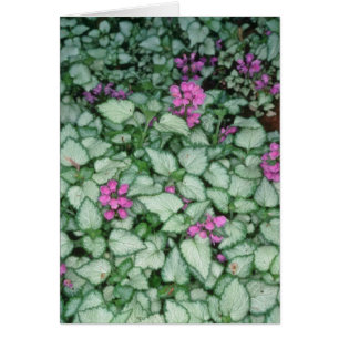 Ortie morte rose, (Lamium Maculatum) fleurs