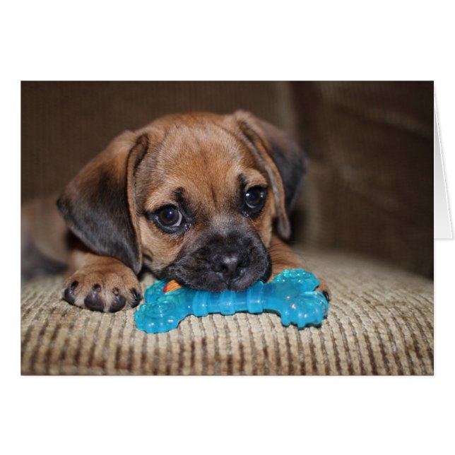 Os bleu (Devant horizontal)