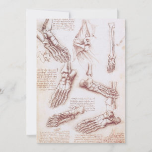 Os des du pied selon l'anatomie humaine de Léonard