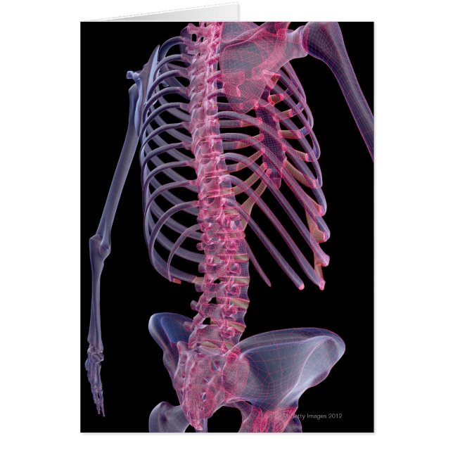 Os du tronc (Devant)