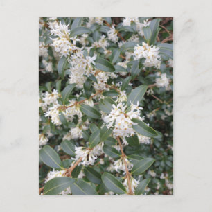 Osmanthus Burkwoodii dans la carte postale du parc