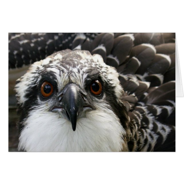 Osprey (Devant horizontal)