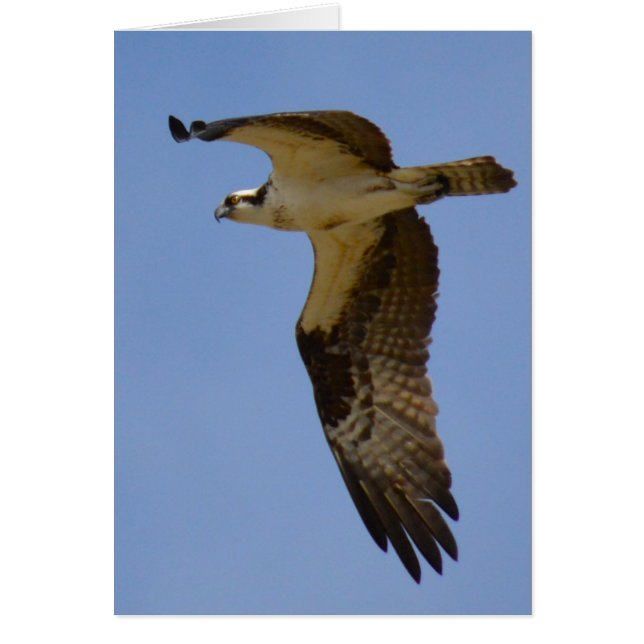 Osprey (Devant)