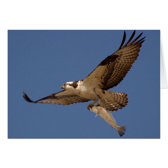 Osprey Fisher (Devant horizontal)