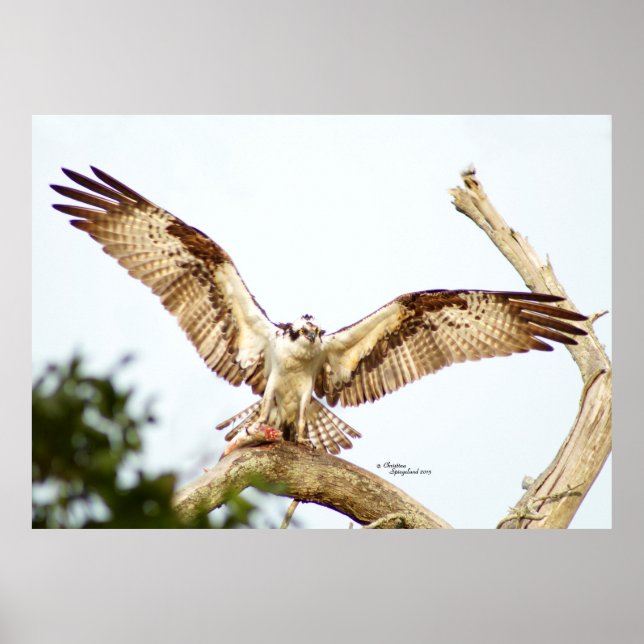 Osprey hawk Ailes ouvertes Poster (Devant)