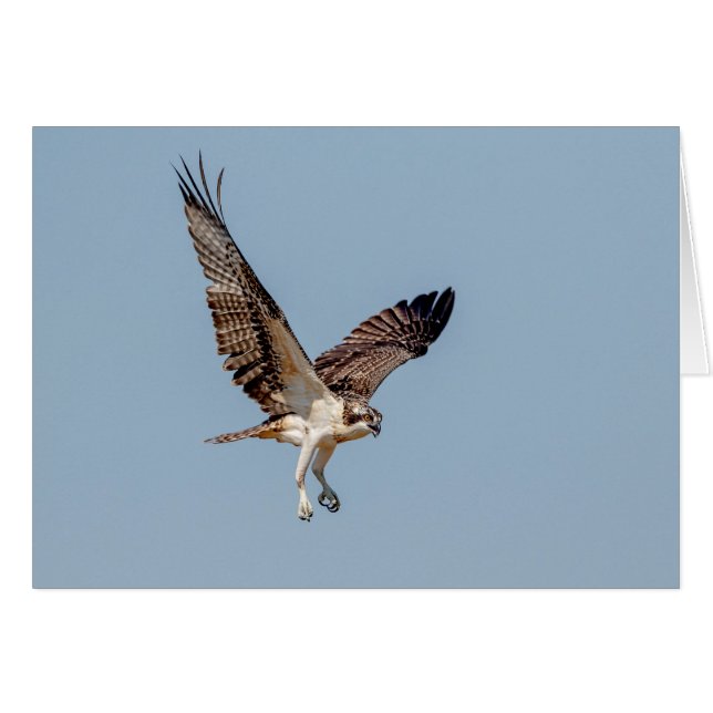 Osprey juvénile en vol (Devant horizontal)