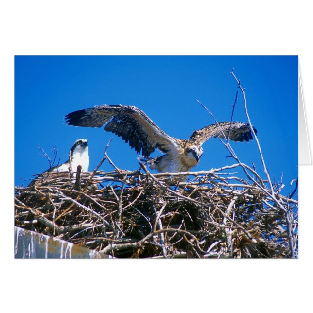 Osprey Nest (Devant horizontal)