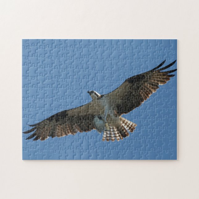 Osprey Raptor Oiseau Poisson Faune Animal Puzzle d (Horizontal)
