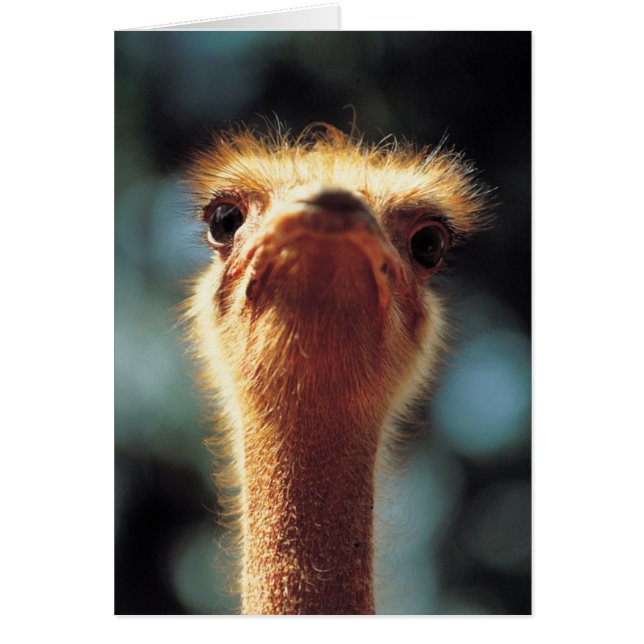 Ostrich (Devant)