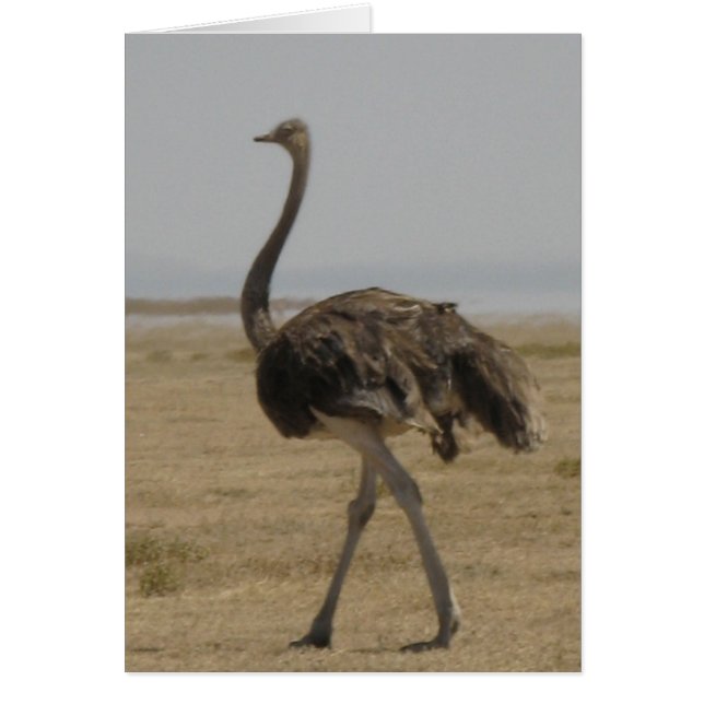 Ostrich (Devant)