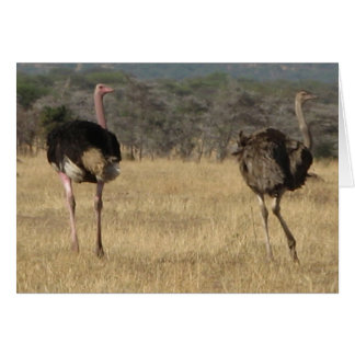 Ostrich mâle & femelle