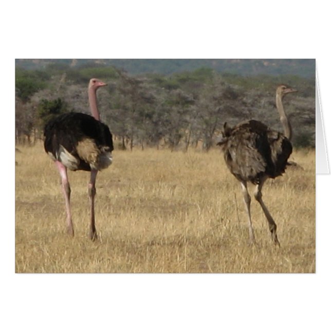 Ostrich mâle & femelle (Devant horizontal)