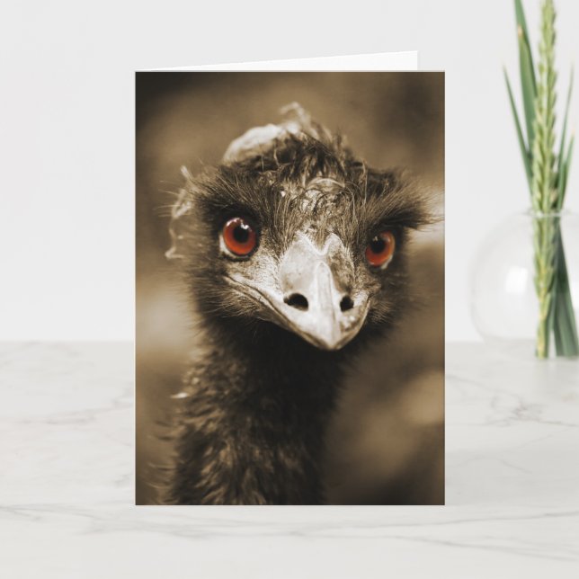 Ostriches Look carte de voeux (Devant)