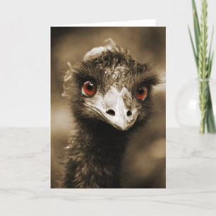 Ostriches Look carte de voeux