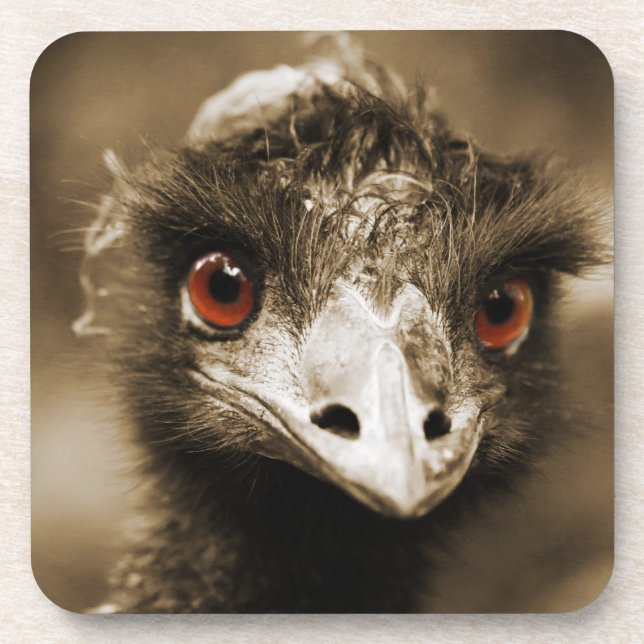 Ostriches Look dessous de verre (Devant)