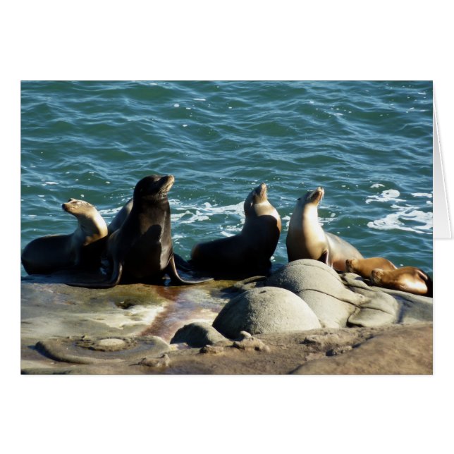 Otaries de San Diego (Devant horizontal)