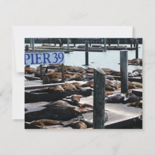 Otaries du quai 39
