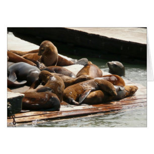Otaries se chauffant au soleil à San Francisco