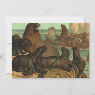 Otaries sur la Plage, Animaux de la Vie Marine Vin