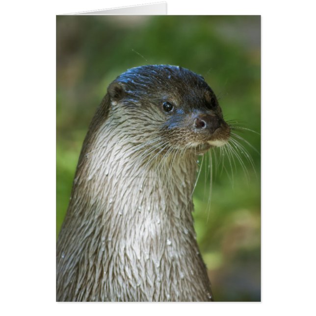 Otter (Devant)