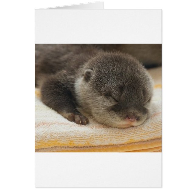 Otter endormi (Devant)