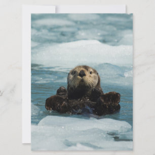 Otter flottante
