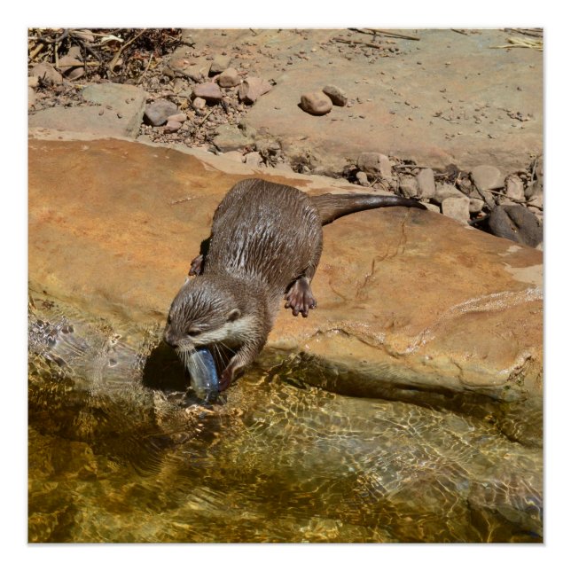 Otter Mange Poisson Par Étang, Poster Glosseux (Devant)