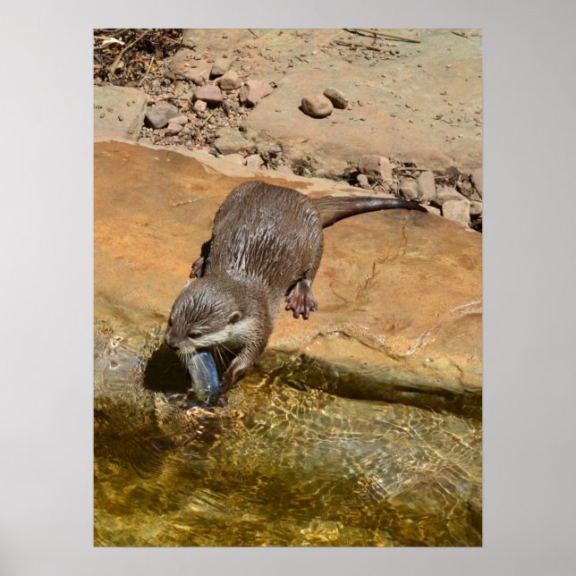 Otter Manger Du Poisson Par Étang, Poster (Devant)