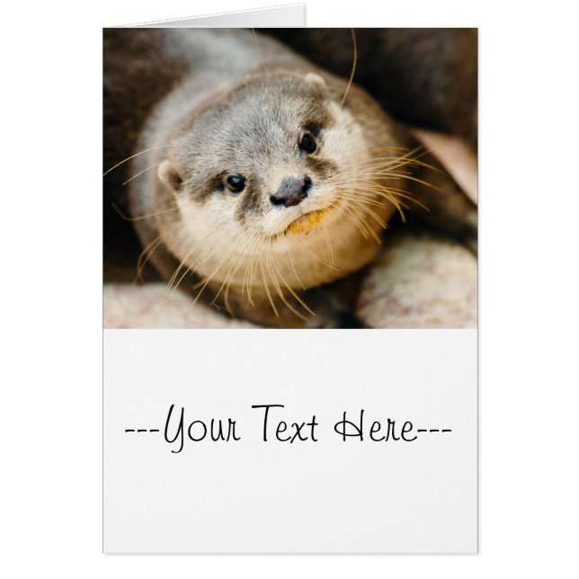 Otter mignonne, Portrait animal, Photographie natu (Devant)