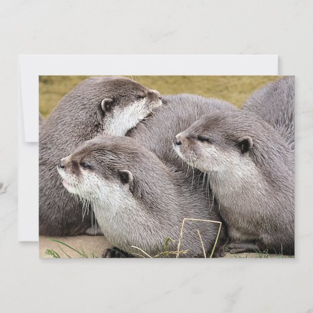 OTTERS COUPÉS (Devant)