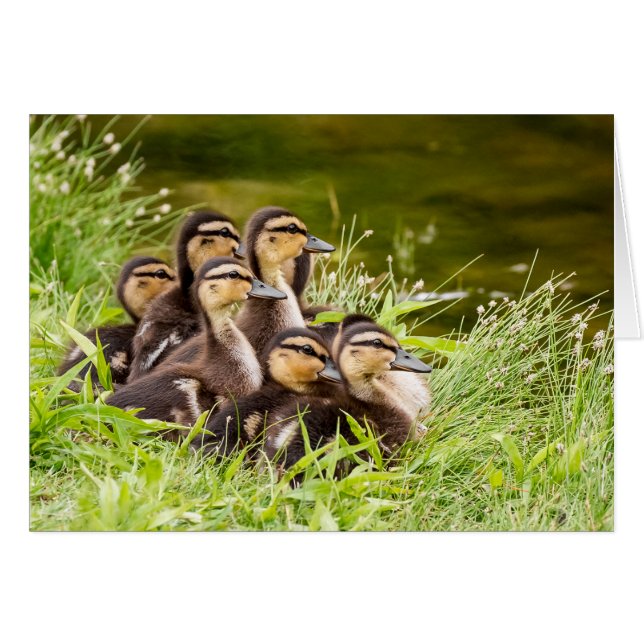 Où est maman ? (Devant horizontal)