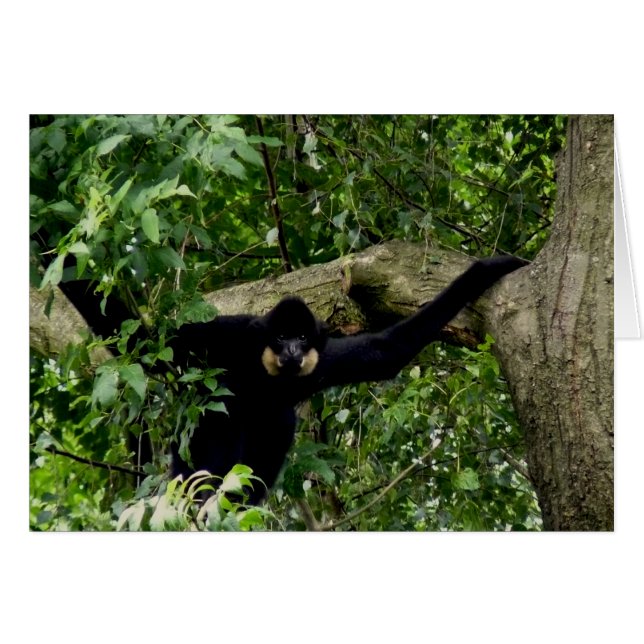 Oui ! (Devant Horizontal)