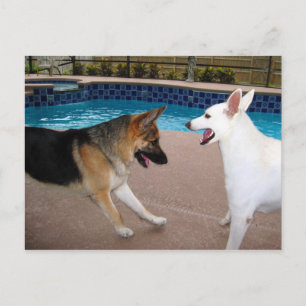 Oui Votre Majesté ~ Carte postale