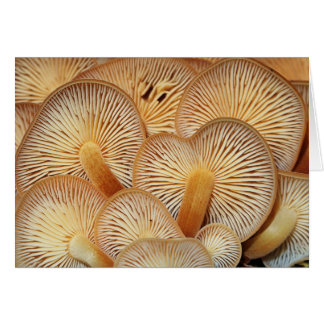 Ouïes de champignon du Mycena orange
