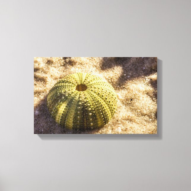 Ourchine de mer sur sable humide toile Imprimer (Recto)