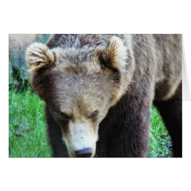 Ours (Devant horizontal)
