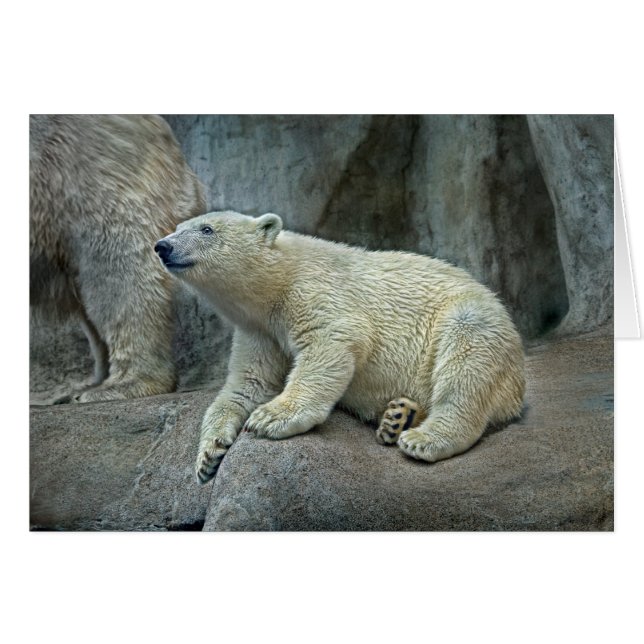 Ours blanc CUB #1 (Devant horizontal)